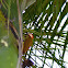 Spot-breasted Woodpecker
