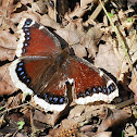 Mourning cloak butterfly