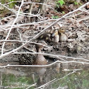 Mallard (?) Duck & Ducklings