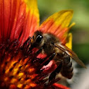 Honey Bee