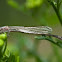 Damselfly