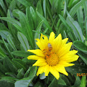 European Honey Bee