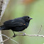 Red-winged Blackbird