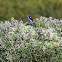 New Holland Honeyeater
