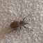 Weevil