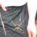 Araña