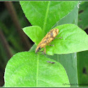 Lixini Snout Beetle