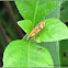Lixus Snout Beetle