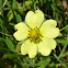 Rough-fruited Cinquefoil