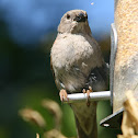 Southern Grey-Headed Sparrow