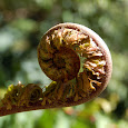 Ferns of South America