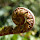 Ferns of South America