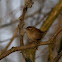 Winter wren - střízlík obecný