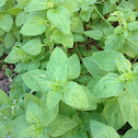 Oregano
