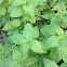 Oregano