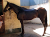 Caballos De Salto Federado