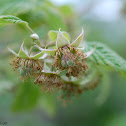 European Raspberry