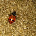 Lady bug