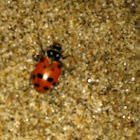 Lady bug
