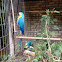 Blue-and-yellow Macaw