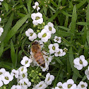 Honey Bee