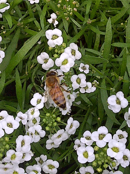 Spotting Image 1