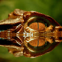 Cuvier's Dwarf Caiman