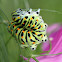 Old World Swallowtail Caterpillar