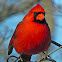 Northern Cardinal
