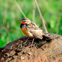Common NameRosy-breasted Longclaw