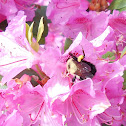 Bumble Bee