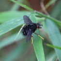 fly
