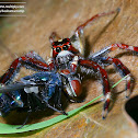 Two-Striped Telamonia Jumping Spider