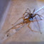 Brown Recluse Spider
