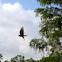 Red shouldered hawk... I think