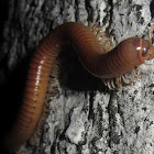 Rusty Millipede