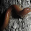 Rusty Millipede