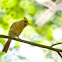 Northern Cardinal