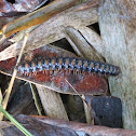 Millipede