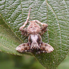 Monkey Spider