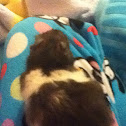 Hamster