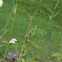 Chinese bellflower