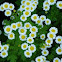 Feverfew