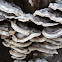 bracket fungus