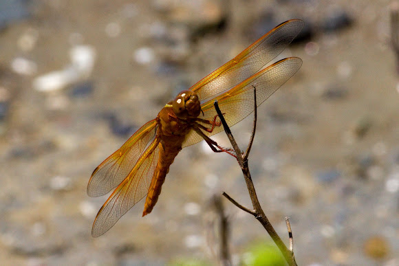 Spotting Image 1
