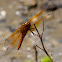 Flame Skimmer