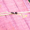 Black Swallowtail Caterpillar