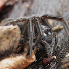 wolfspider