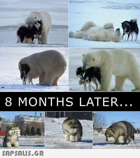 8 MONTHS LATER SAPSAUiS.GR