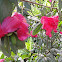 Azalea
